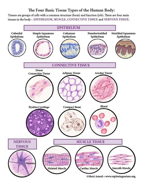 Understanding Tissue Types: Histology Basics for Students - Course … - muktibox.com
