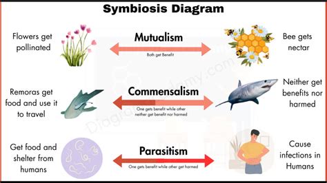 Understanding Types of Symbiosis - muktibox.com