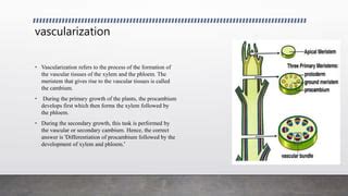 Understanding Vascularization in Plants: - Live to Plant - muktibox.com