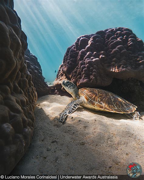 underwater australasia - Dive Australia, Oceania & Asia Pacific - raincitystudios.com
