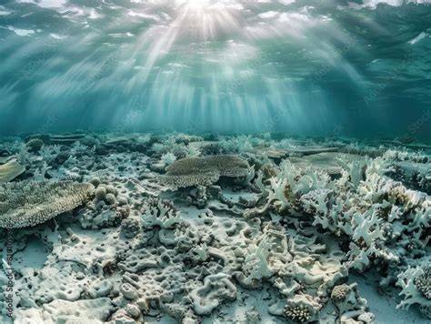 Underwater Deforestation from Warming Oceans - … - raincitystudios.com