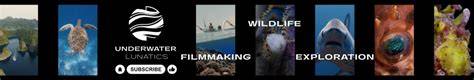 UNDERWATER LUNATICS | Underwater Videography … - raincitystudios.com