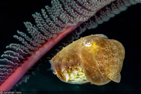 Underwater Macro Videography – A Primer - raincitystudios.com