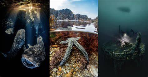 Underwater Photographer of the Year 2022 - Discover … - raincitystudios.com