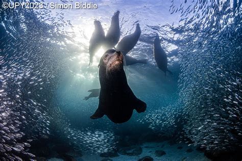 Underwater Photographer of the Year 2023 - raincitystudios.com