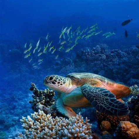 Underwater Photography Articles & Tutorials - raincitystudios.com