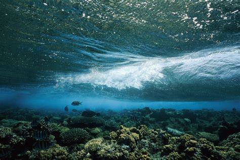 Underwater Photography Pictures | Download Free … - raincitystudios.com