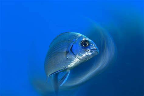 Underwater photography - raincitystudios.com