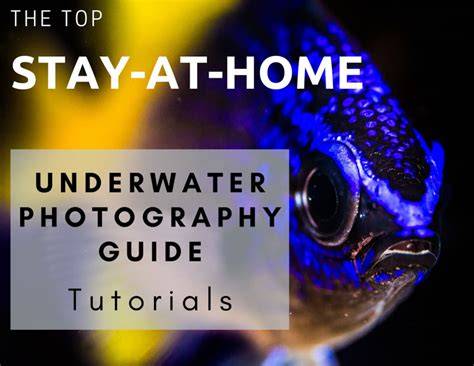 Underwater Photography Tutorials - raincitystudios.com