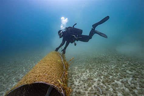 UNDERWATER REFORESTATION: POSIDONIA … - raincitystudios.com