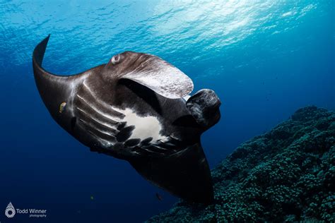 Underwater Visions | Nauticam UK - raincitystudios.com
