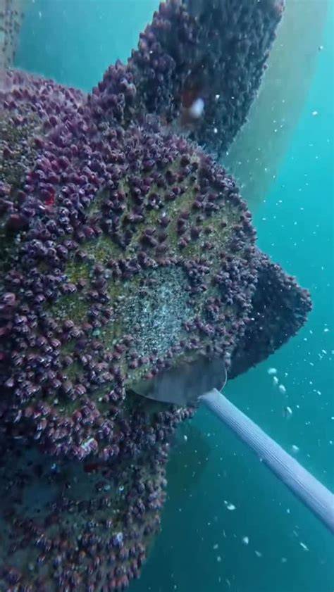 Underwater World Barnacle Habitats - raincitystudios.com