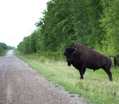 UNESCO reaffirms threats to Wood Buffalo National Park; calls for action on oilsands