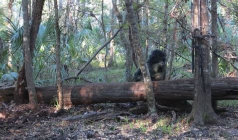 Unexplained Mysteries top 10 cryptozoology stories of … - balustradellc