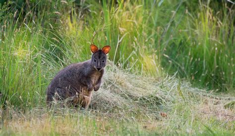 UNIQUE WILDLIFE OF TASMANIA - Inspiring Journeys - muktibox.com