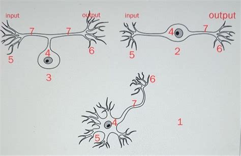 Unit 11 Quiz Flashcards | Quizlet - balustradellc
