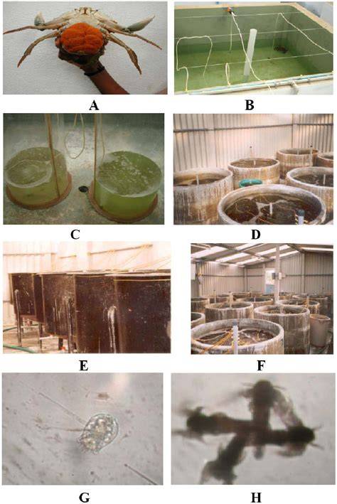 UNIT 7 SEED PRODUCTION AND LARVAL REARING OF SHRIMPS - raincitystudios.com