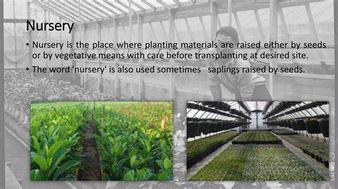 UNIT 9 NURSERY AND PLANTING MATERIALS - eGyanKosh - raincitystudios.com