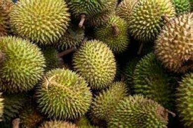 Unleashing the Potential of Durian: Challenges, Opportunities, and the ... - raincitystudios.com