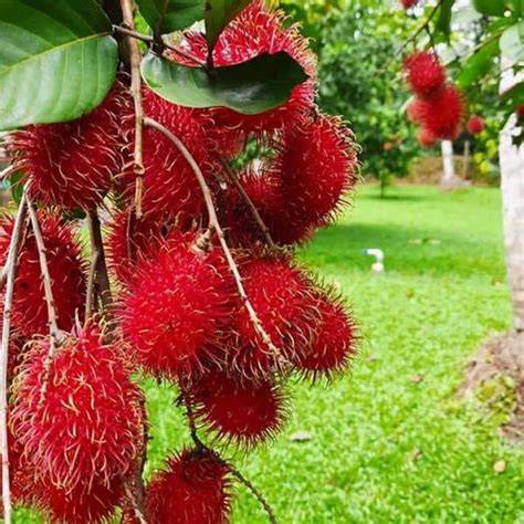 Unlock the Mystery: How to Grow Rambutan Fruit Tree Like a Pro ... - raincitystudios.com