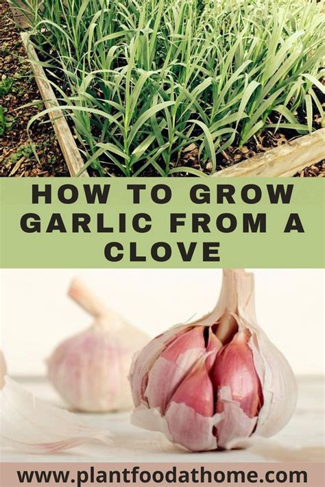 Unlock the Secret to Growing Garlic: How to Plant Cloves of Garlic - balustradellc