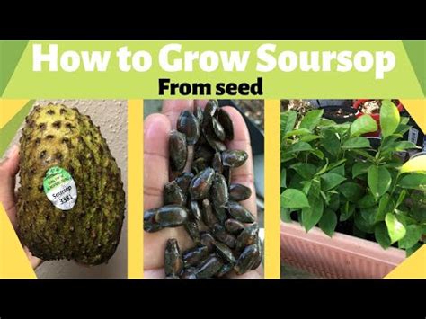 Unlock the Secret to Growing Soursop Indoors: The Ultimate Guide to ... - balustradellc