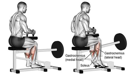 Unlock the Secret to Perfect Legs: How to Do a Seated Calf Raise - balustradellc