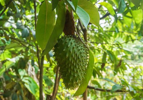 Unlock the Secret to Successful Soursop Cultivation: A Step-by-Step ... - balustradellc