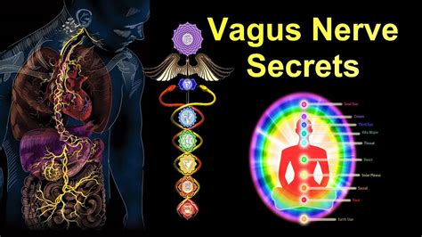 Unlock the Secrets of Vitality: How Your Vagus Nerve and Breathing ... - balustradellc