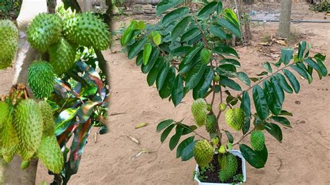 Unlocking the Secret: How to Plant Soursop for Maximum Yield! - balustradellc
