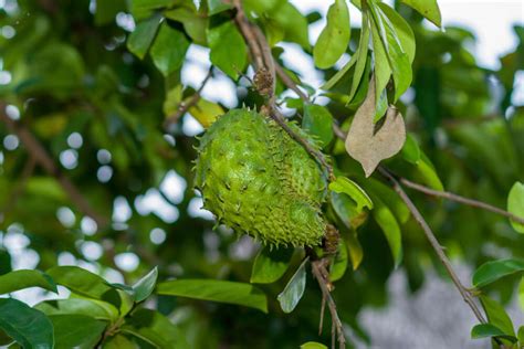 Unlocking the Secrets of How to Grow Soursop Successfully - balustradellc
