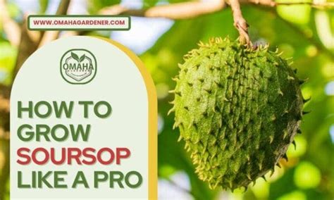 Unlocking the Secrets of Soursop: How to Grow Soursop Seeds from ... - balustradellc