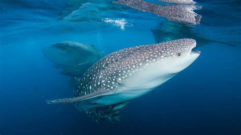 Unmissable underwater experiences in Indonesia - for … - balustradellc