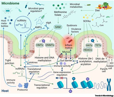Unraveling host regulation of gut microbiota through the epigenome ... - muktibox.com