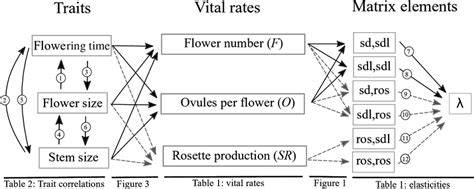 Unraveling vital rates in the seedling-to-sapling transition via plant ... - raincitystudios.com