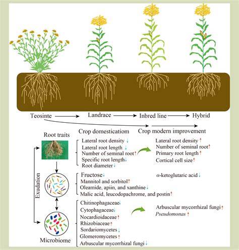 Unravelling the sandalwood microbiome and their interactions - raincitystudios.com