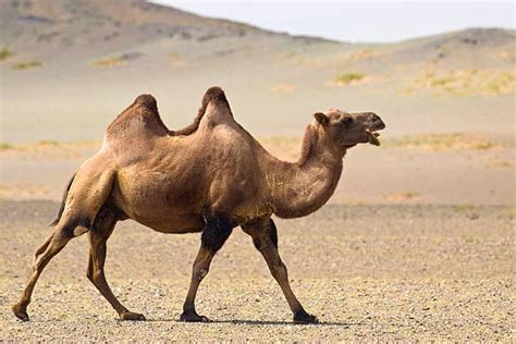 Unta - Wikipedia bahasa Indonesia, ensiklopedia bebas - muktibox.com