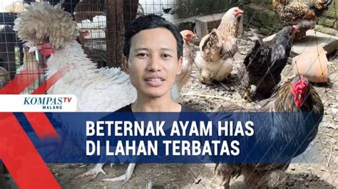 Untung berlipat dari beternak ayam hias di lahan terbatas - MSN - balustradellc