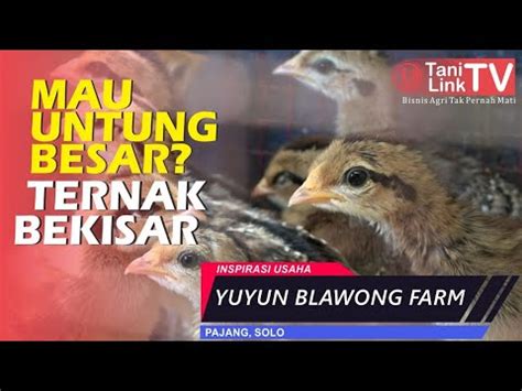 Untung Besar Dari Ternak Bekisar - balustradellc