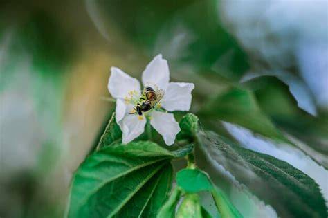 Unveiling the bee pollinators interaction with Muntingia calabura ... - raincitystudios.com