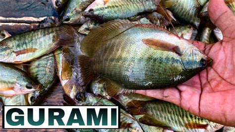 UNVEILING THE SECRET OF HOW TO MAKE GURAMI FISH … - balustradellc