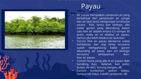 UPAYA PELESTARIAN EKOSISTEM HUTAN AIR PAYAU DALAM - raincitystudios.com