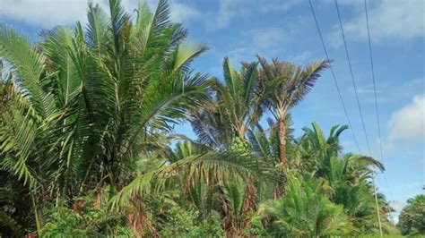 Upaya Pelestarian Hutan Sagu di Papua | Tonggroitou | Jurnal Profesi ... - balustradellc