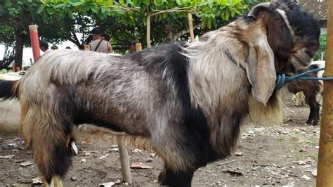 UPAYA PENINGKATAN PRODUKTIFITAS KAMBING MELALUI PERSILANGAN KAMBING ... - balustradellc