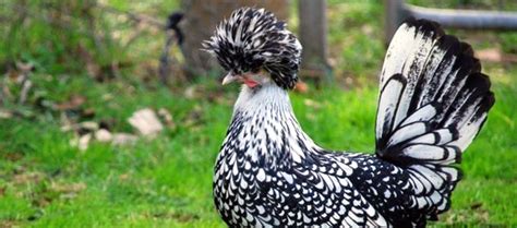 Update Harga Ayam Jambul (DOC, Anakan, Dewasa) - balustradellc