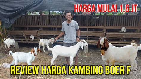 Update Harga Kambing Boer Full Blood dan F Series - balustradellc