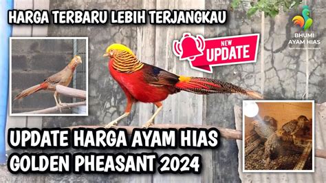 UPDATE HARGA TERBARU AYAM GOLDEN PHEASANT 2024 - balustradellc