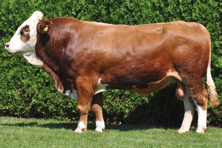 Update hari ini jenis sapi simental moncong bobot kisaran ... - balustradellc