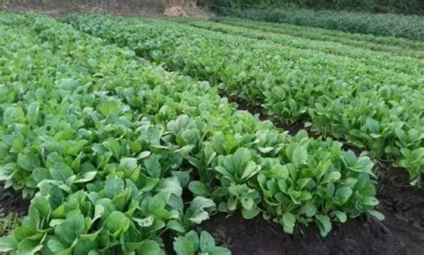 Update kebun hari ini Sawi mulai membesar,cabe mulai ... - wintechmobiles.com