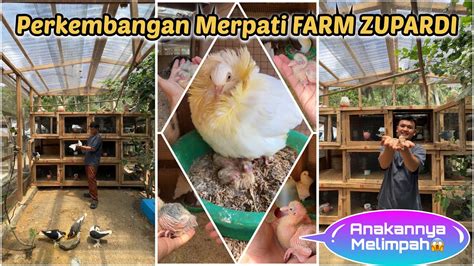 Update perkembangan Farm Zupardi bagian 2 - balustradellc